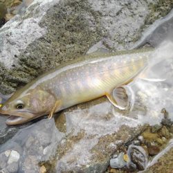 増水した渓でイワナ爆釣